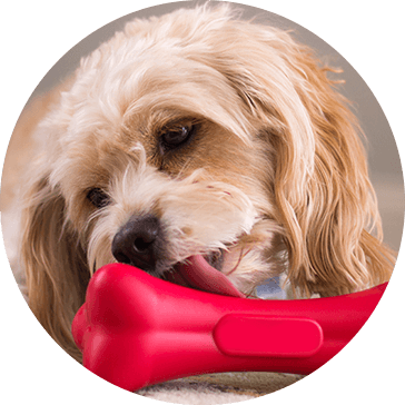 ゴム製ペット犬用おもちゃ