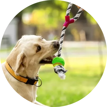 綿ロープペット犬のおもちゃ