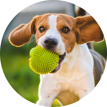TPR ペット犬用おもちゃ